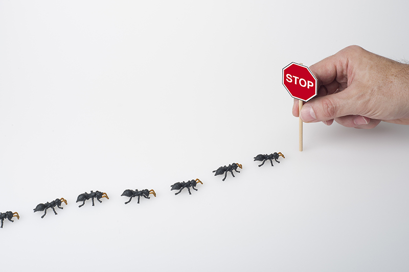 Ant Pest Control in Lancashire United Kingdom