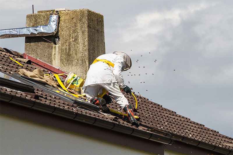 Bee Pest Control in Lancashire United Kingdom