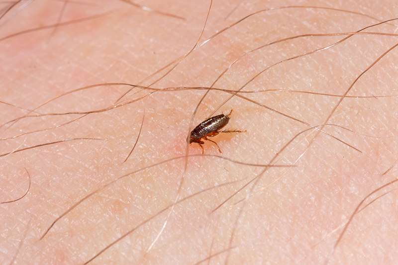 Flea Pest Control in Lancashire United Kingdom