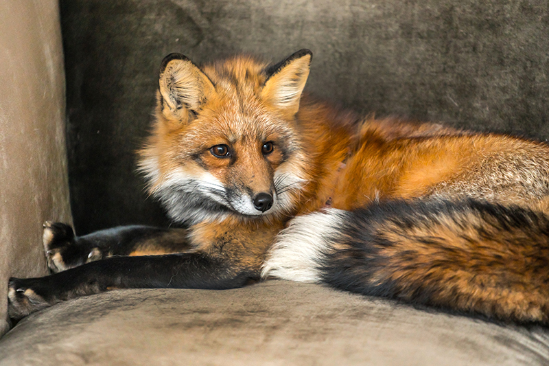 Fox Pest Control in Lancashire United Kingdom