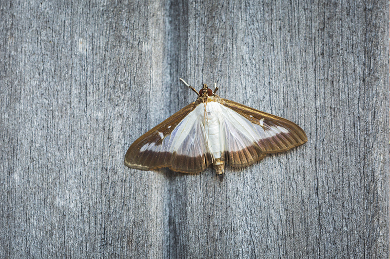 Moth Pest Control in Lancashire United Kingdom